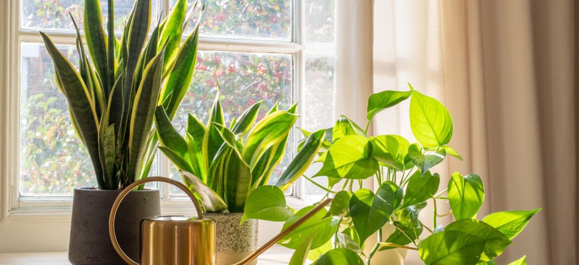 11.-Plantas-de-interior