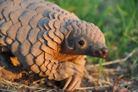 0210.pangolin.REST-Maria-Diekmann-02.568