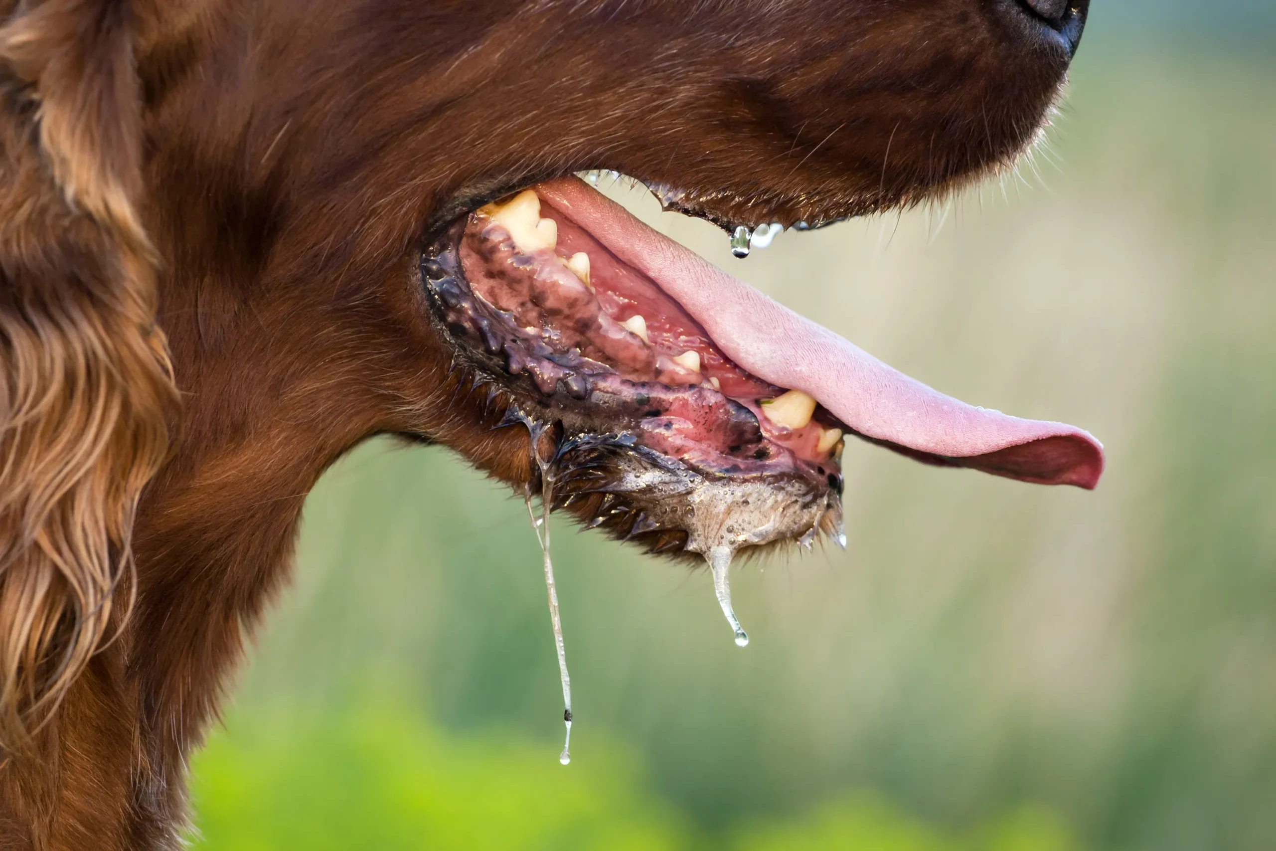 tollwut-beim-hund