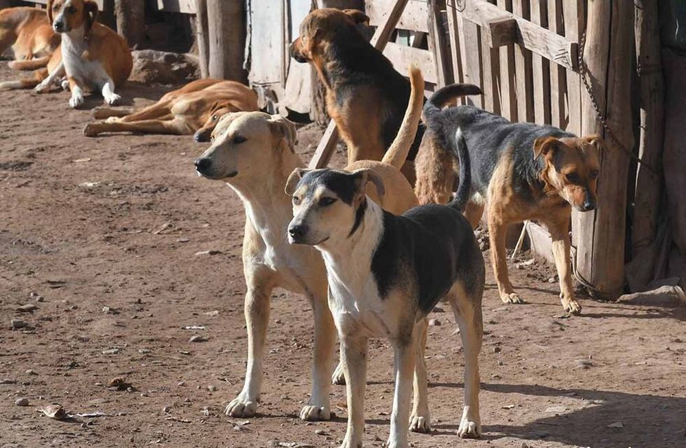 especialistas-destacan-que-los-perros-grupo-actuan-instinto-jauria-y-muchos-los-perros-callejeros-no-han-sido-domesticados-foto-orlando-pelichotti-los-andes.jpg especialistas-destacan-que-los-perros-grupo-actuan-instinto-jauria-y-muchos-los-perros-callejeros-no-han-sido-domesticados-foto-orlando-pelichotti-los-andes.jpg