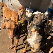 images-6.jpeg images-6.jpeg