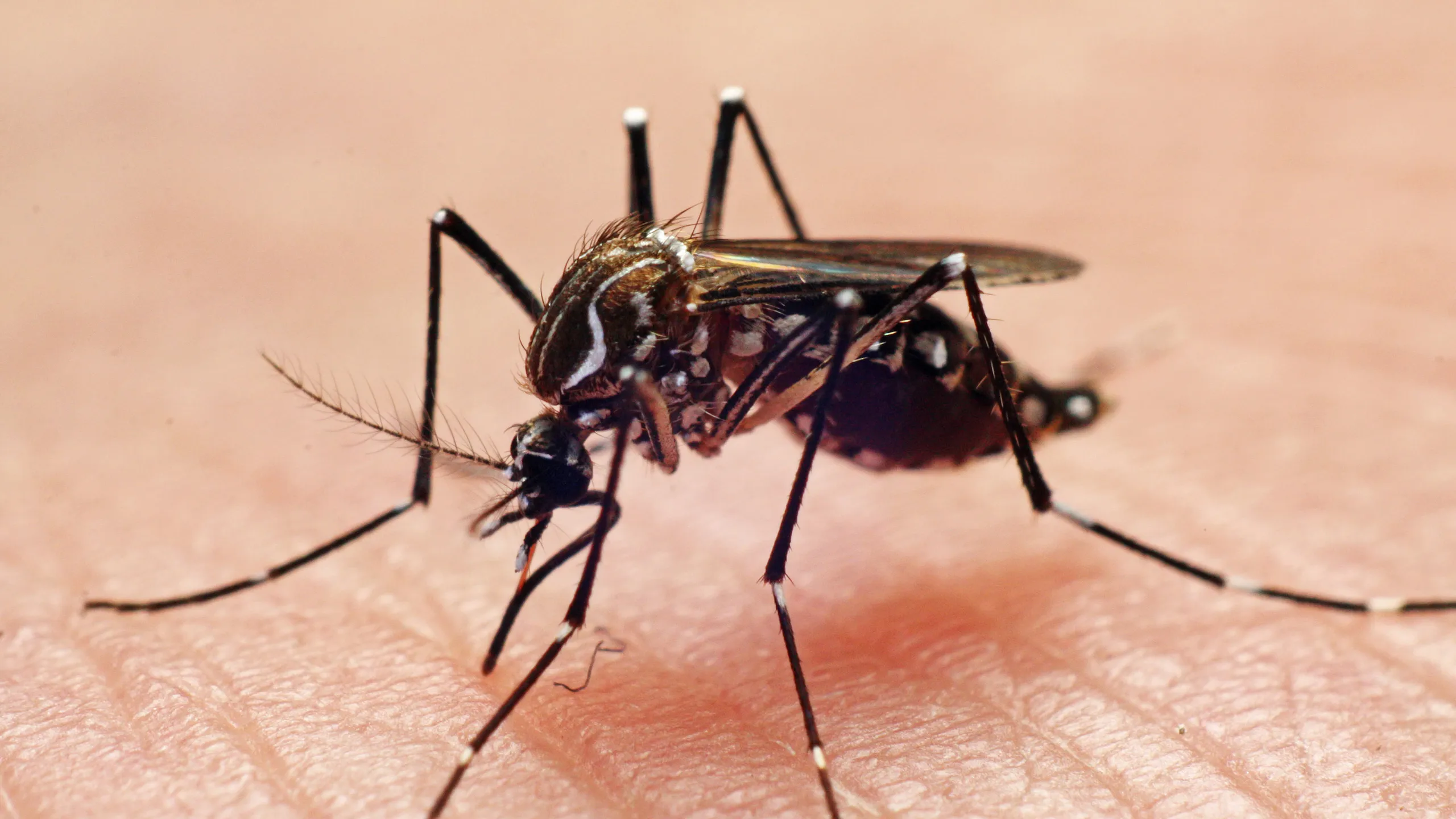 mosquito mosquito