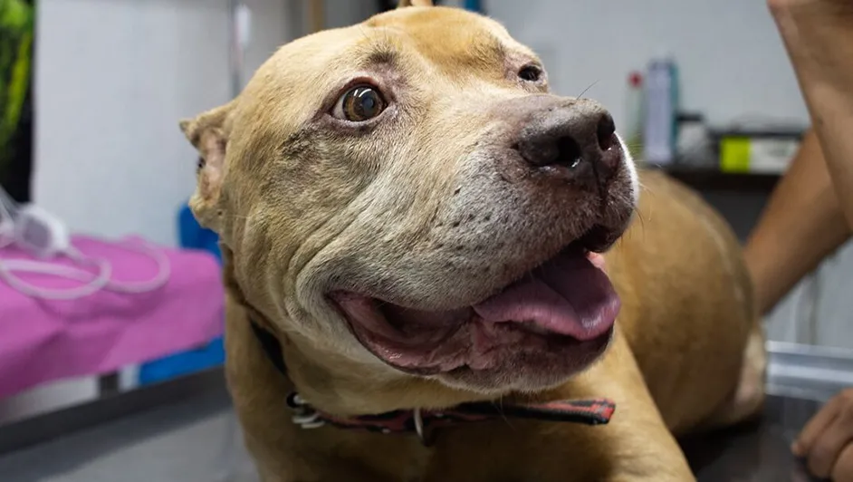 aslan-pitbull-nueve-anos-edad_63_0_1074_678