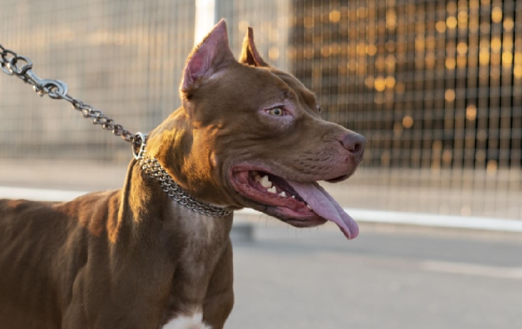 Perro-pitbull-mata-a-bebe-de-un-ano-en-Ciudad-Victoria-Tamaulipas