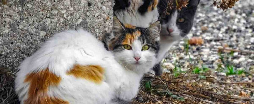 gatos-callejeros_4_980x400