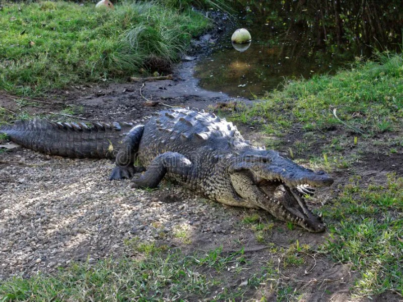 ataque-de-cocodrilo-deja-hombre-herido-en-zona-costera-de-oaxaca-710032