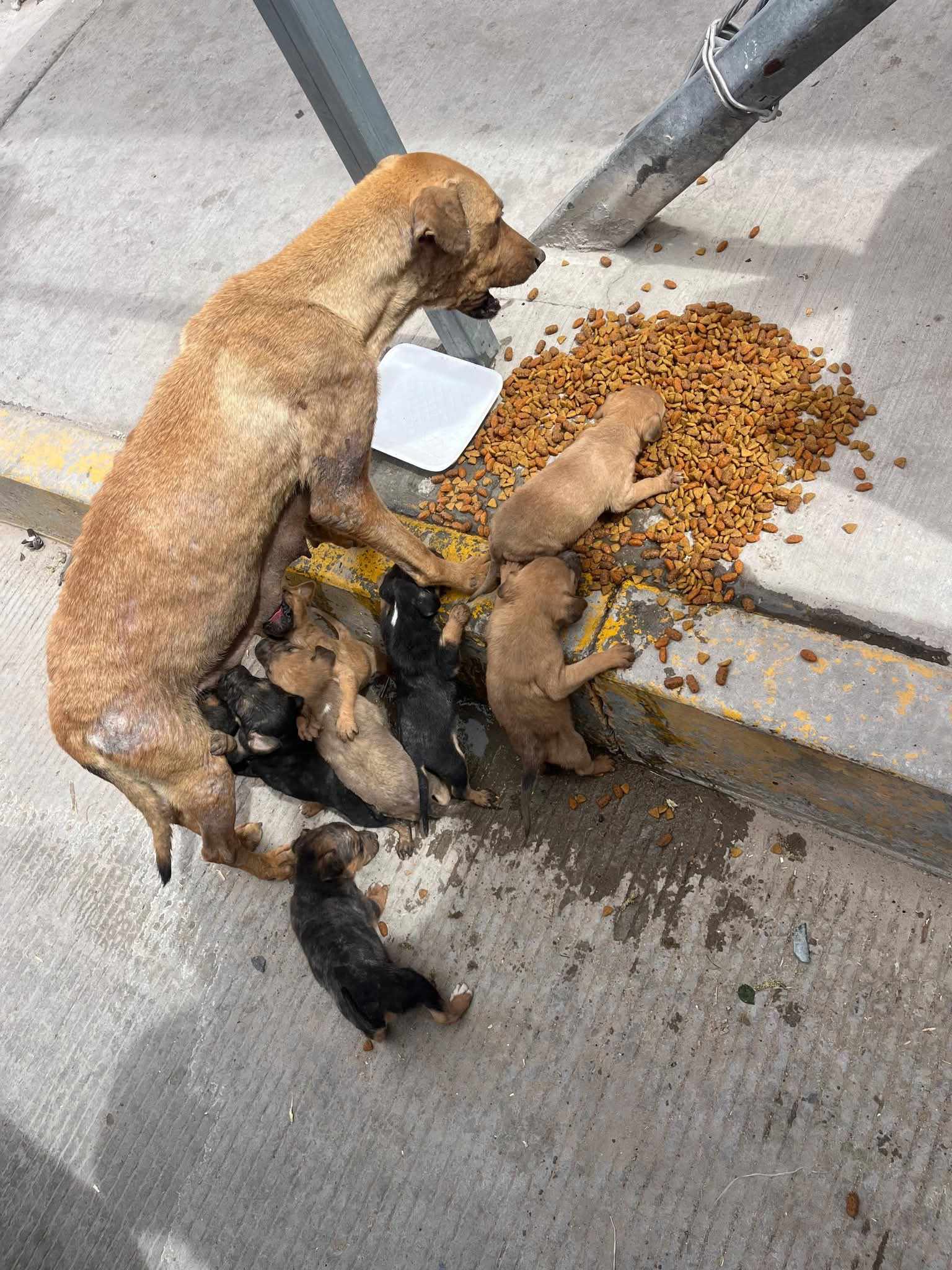 Business Suite_creation_817377834719437