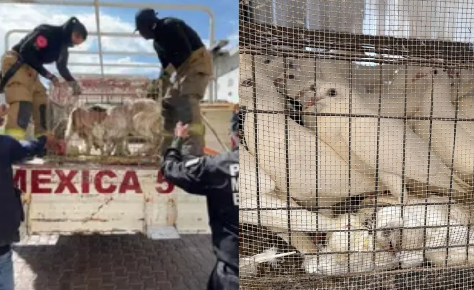 Captura de pantalla 2026-03-22 174921