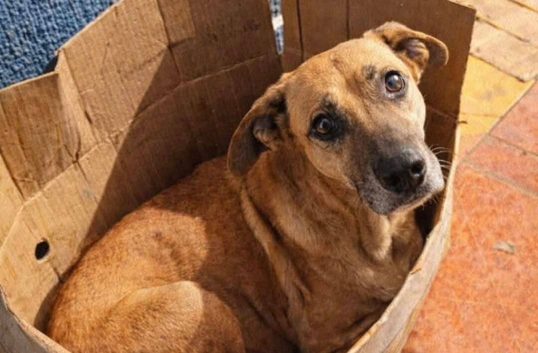 Justicia-para-La-Wera-Denuncian-a-alumnos-de-veterinaria-en-Chiapas-e1773893272514