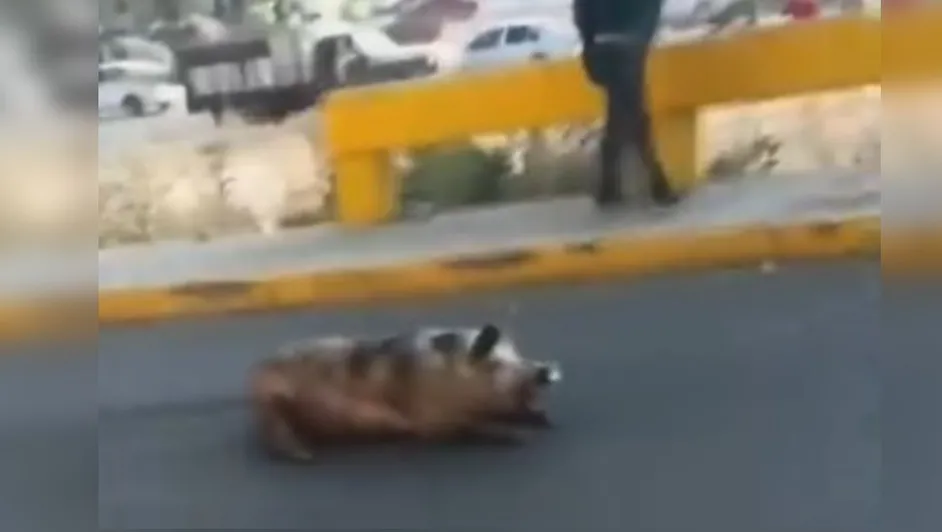 animales-permanecieron-zona-obstruyeron-paso_63_0_909_574