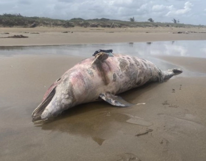 imagen_2026-03-15_143438399