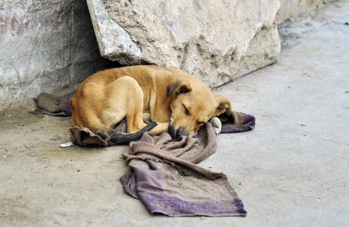 causas_del_abandono_animal_y_como_evitarlo_25555_1200.jpg