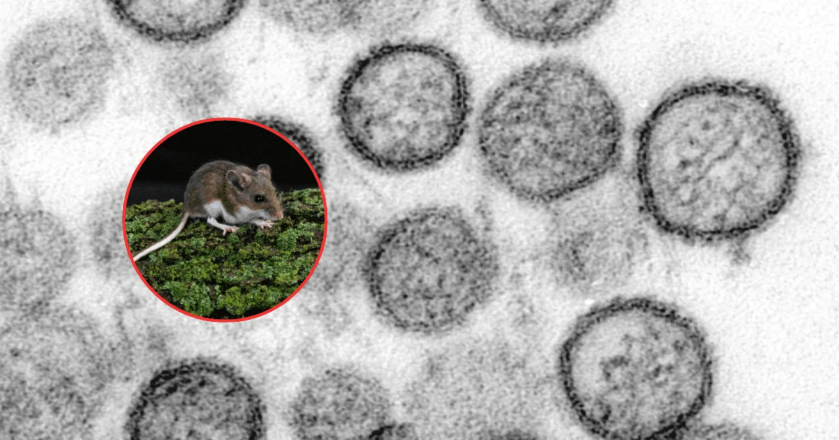Alerta-por-hantavirus-investigan-brote-tras-viaje-maritimo-en-Argentina