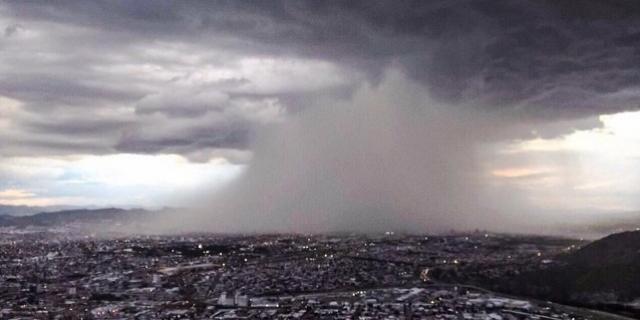 lluvia_s_chihuahua