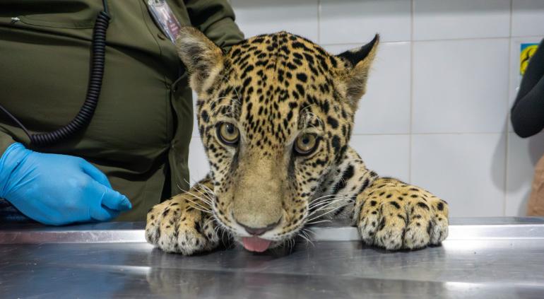 principal_jaguar