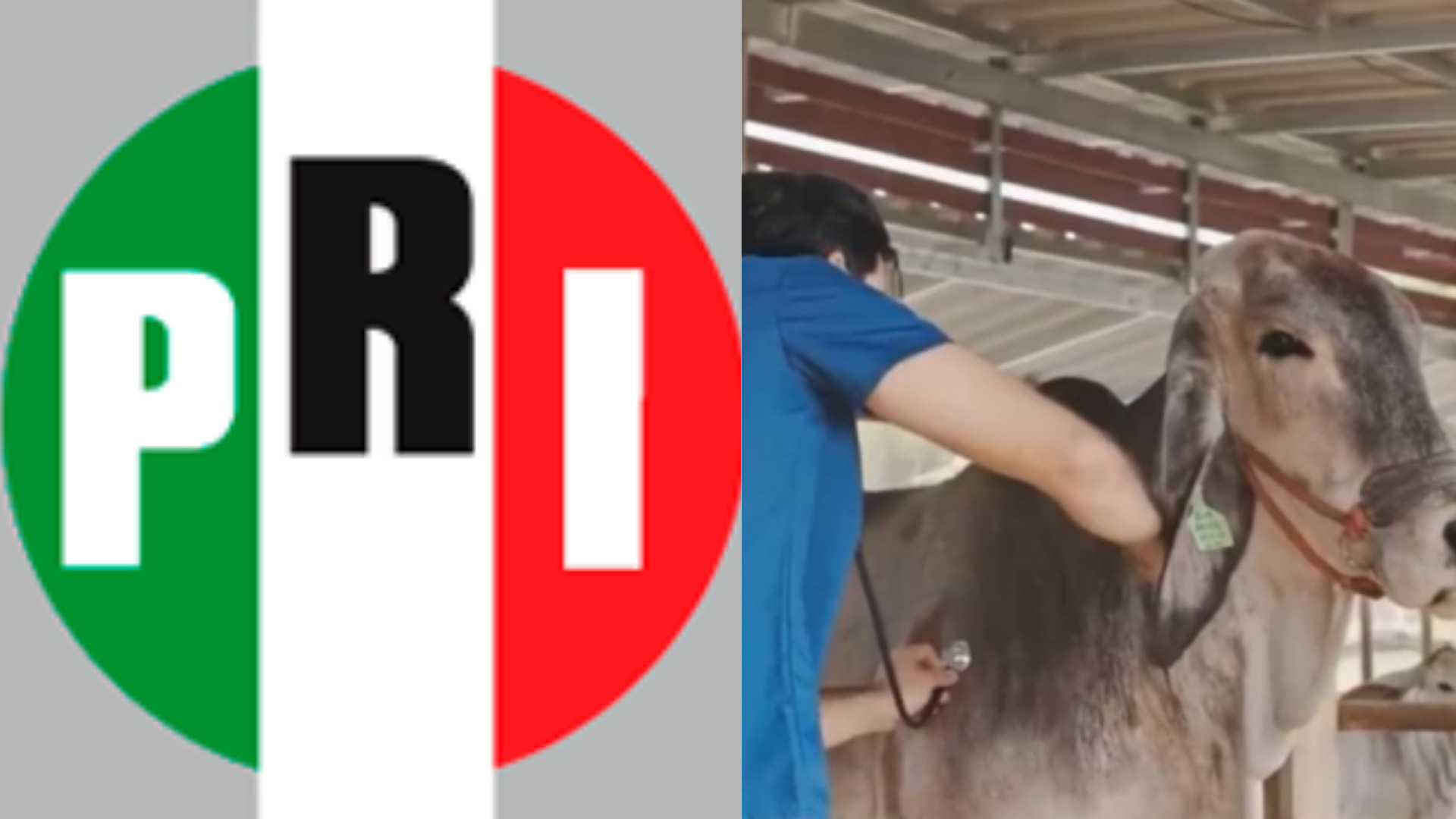 gusano