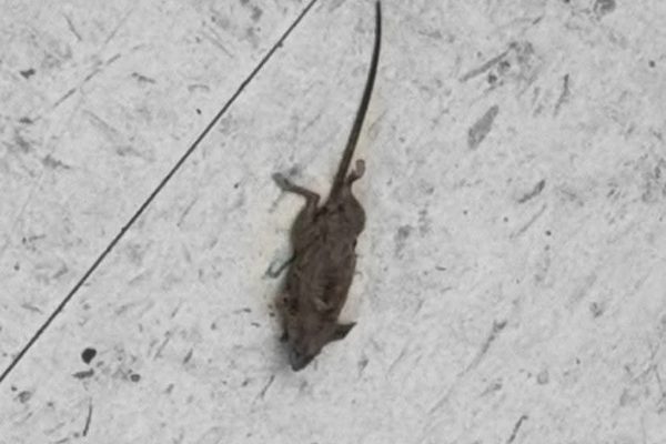 ColorPop1771427950202