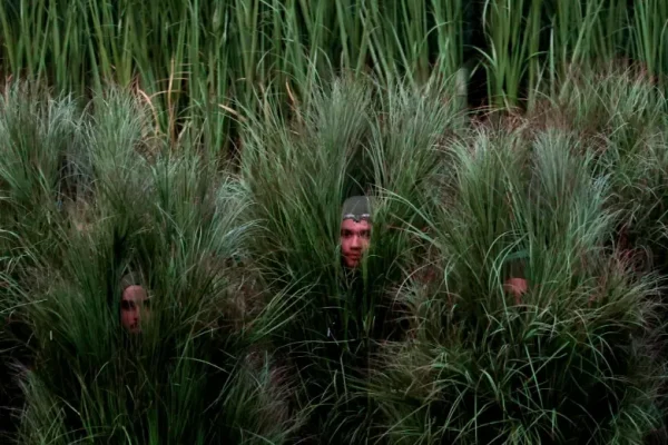 arbustos-humanos-show-bad-bunny-getty_49898131_20260209164221