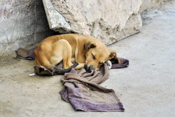 causas_del_abandono_animal_y_como_evitarlo_25555_1200.jpg