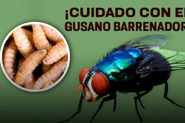 destacada-gusano-barrenador