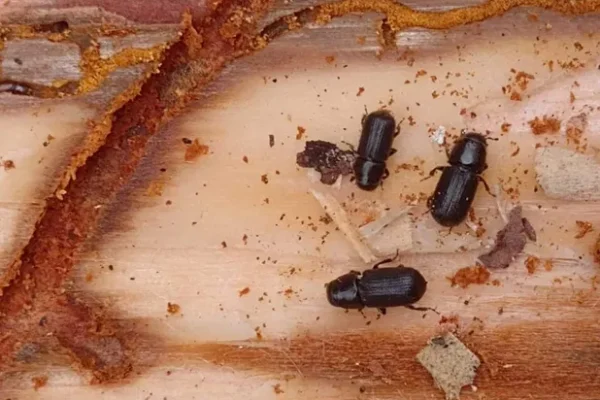escarabajo-descortezador-plaga-afecta-arboles