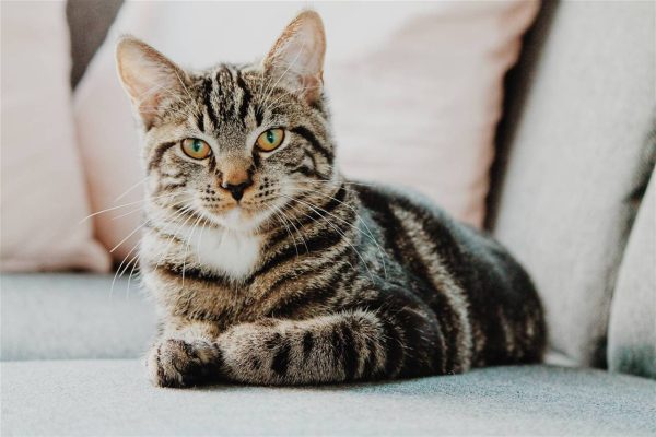 gato-erik-jan-leusink-ibpxglgjimi-unsplash_21d35523_1280x853