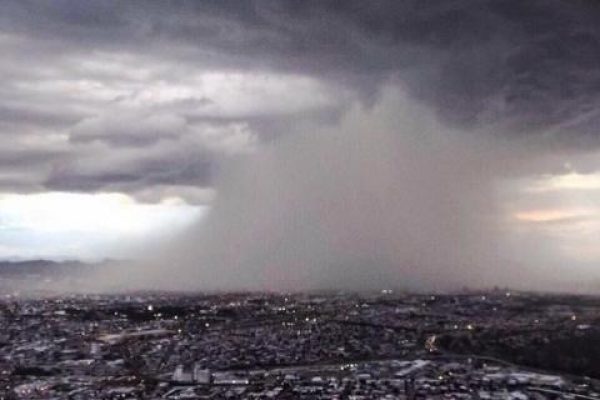 lluvia_s_chihuahua
