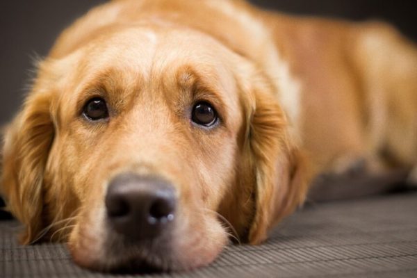 perro-epilepsia-redes-041403-1024x576