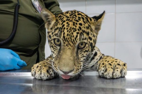 principal_jaguar