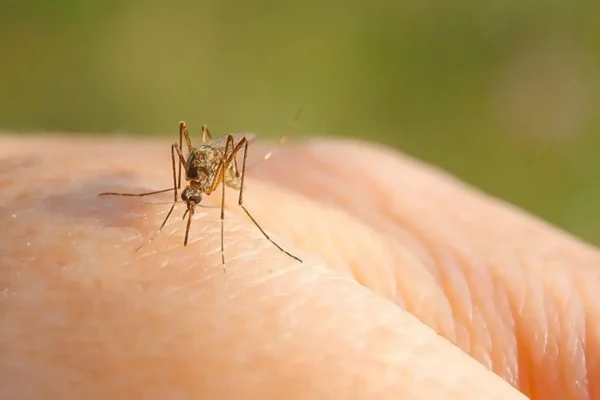 raid_us-2_25-article-west_nile_virus-hero